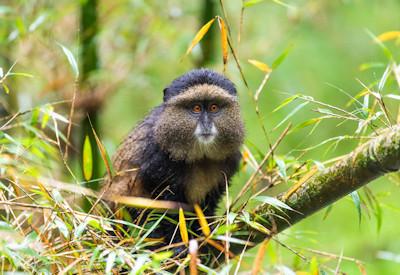 A monkey of sorts