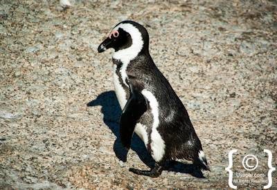 Boulders Beach Penguins