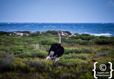 Cape Point Nature Reserve