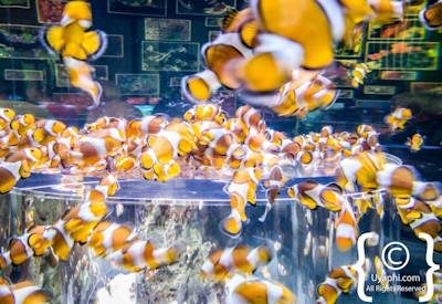 Two Oceans Aquarium