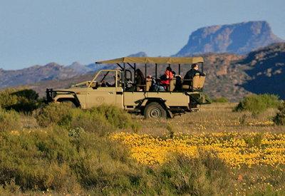 Nature drives with the chance of spotting cape mountain zebra