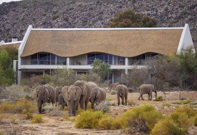 Elephants in the Sanbona Wildlife Reserve