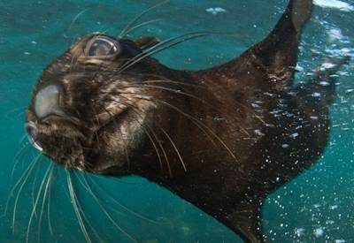 Snorkeling with Seals