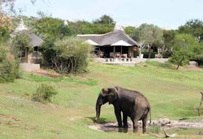Amakhala Game Reserve elephants