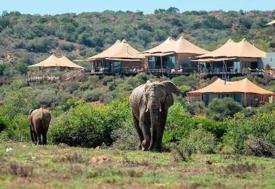 Sindile luxury free standing tents