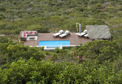 Swimming pool surrounded by lush vegetation