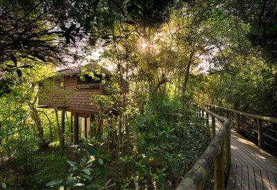Tsala Treetop under a forest canopy