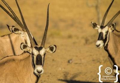 Kgalagadi Transfrontier Park