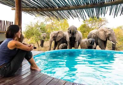 Swimming pool with Africa elephants