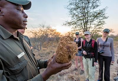 The best walking safaris in the Greater Kruger