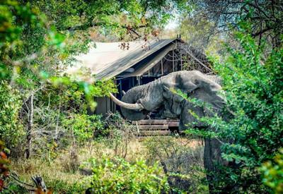 surrounded by the wildlife of the Kruger Park