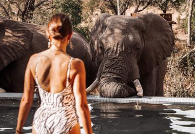 Elephants of the Greater Kruger National Park
