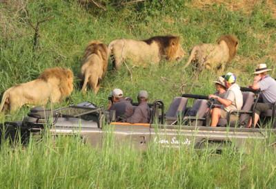 Excellent Big 5 sightings daily
