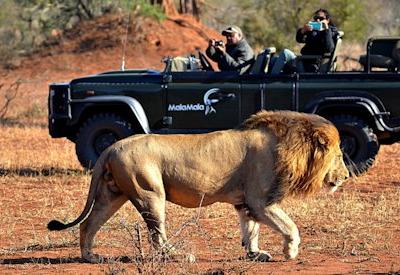 MalaMala offers the best game viewing experience