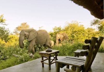 Wildlife sightings in the Motswari Game Reserve