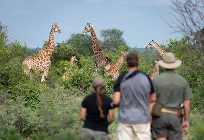 Senalala walking safari options