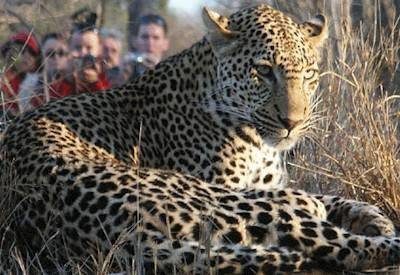 Thornybush Private Game Reserve wildlife