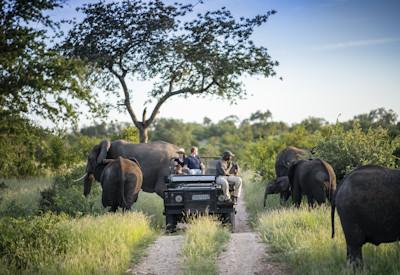 Adult game drive options in the Klaserie