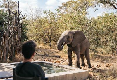 Elephants in the Kruger National Park