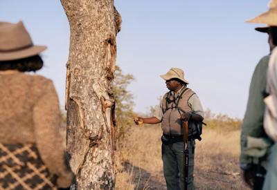 No safari vehicle or game drives