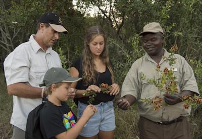 Perfect for safari friendly safaris