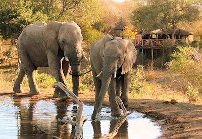 A water whole teeming with wildlife