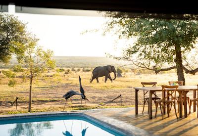 Outdoor furniture, pool and wildlife sightings