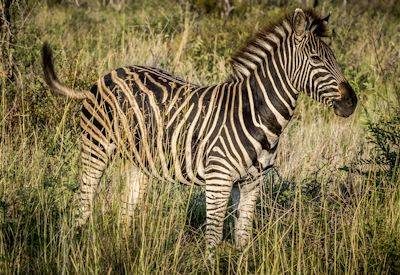 Kruger General Information