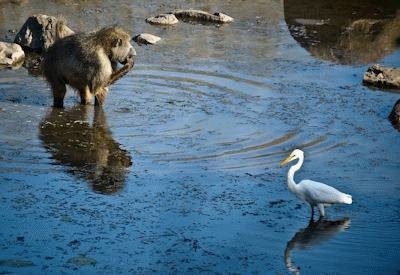 When To Visit The Kruger