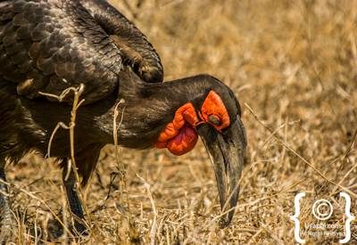 Kruger Park Birdlife Photo Gallery
