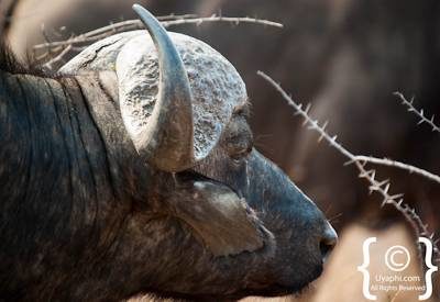 Kruger Park Buffalo Photo Gallery