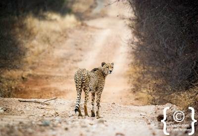 Kruger Park Cheetah Photo Gallery