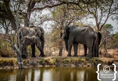 Kruger Park Elephant Photo Gallery