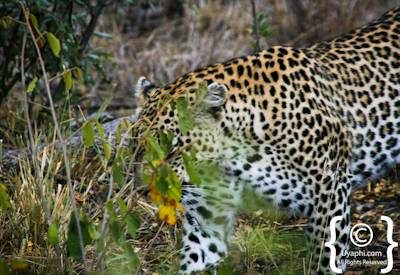 Kruger Park Leopard Photo Gallery