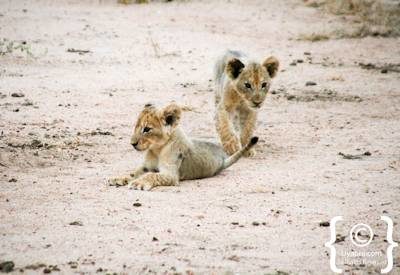 Kruger Park Lion Photo Gallery