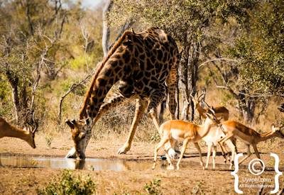 Kruger Park Wildlife Photo Gallery