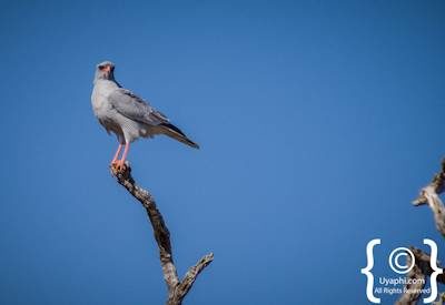 Madikwe Bird Photo Gallery