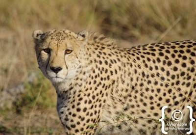 Madikwe Cheetah Gallery