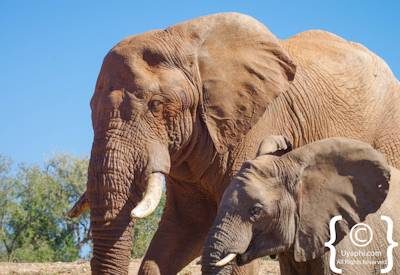 Madikwe Elephant Photo Gallery