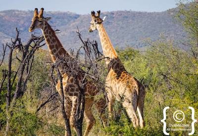 Madikwe Giraffe Photo Gallery