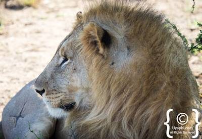 Madikwe Lion Photo Gallery