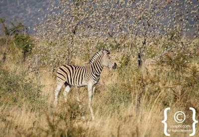 Madikwe Wildlife Gallery