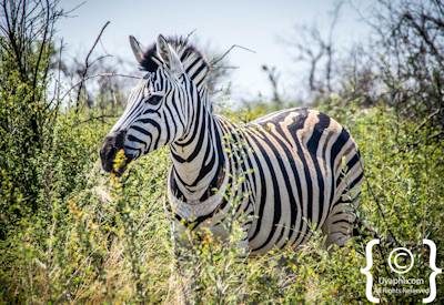 Madikwe Zebra Photo Gallery