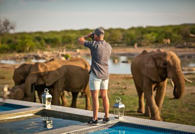 Elephant herds at waterhole