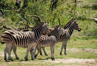 Madikwe Information