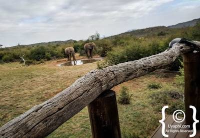 Motswiri Safari Lodge Photo Gallery