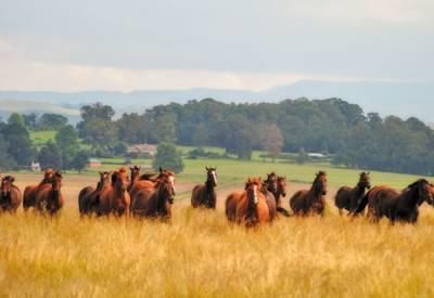 Horseback riding close to the house