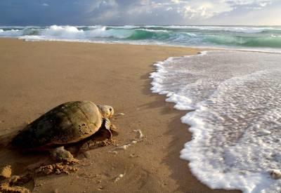 Turtles on Mabibi Beach
