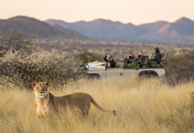 Lions of the Kalahari