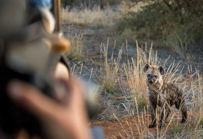 Magnificent Kalahari wildlife